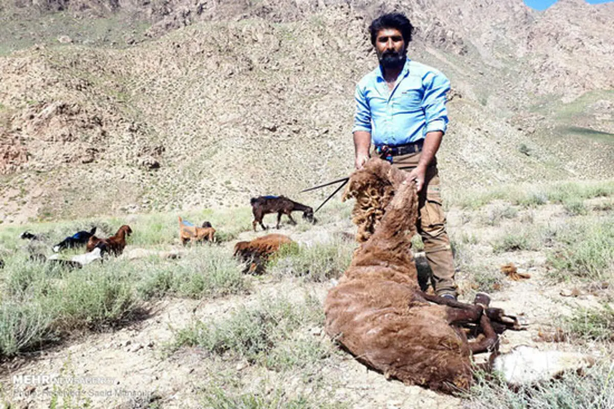 مراسم سنتی پشم‌چینی گوسفندان