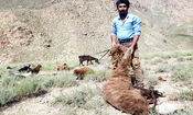 مراسم سنتی پشم‌چینی گوسفندان