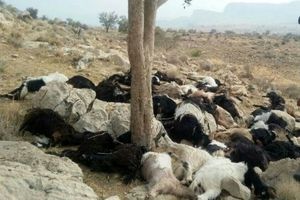تلف شدن ۵۵ راس گوسفند بر اثر صاعقه در سروستان