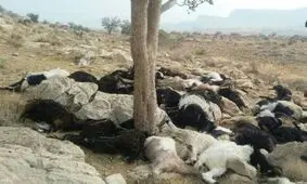 تلف شدن ۵۵ راس گوسفند بر اثر صاعقه در سروستان