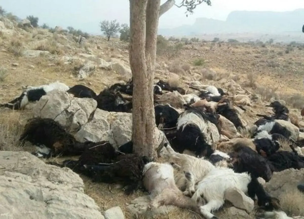 تلف شدن ۵۵ راس گوسفند بر اثر صاعقه در سروستان