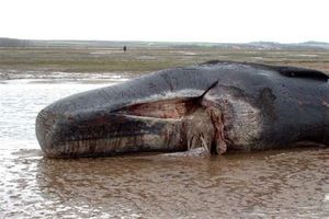 لاشه نهنگ غول پیکر در ساحل چابهار پیدا شد