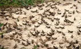 درگیری ۷ شهرستان فارس با ملخ‌های صحرایی؛ مزارع و باغات خسارتی ندیدند