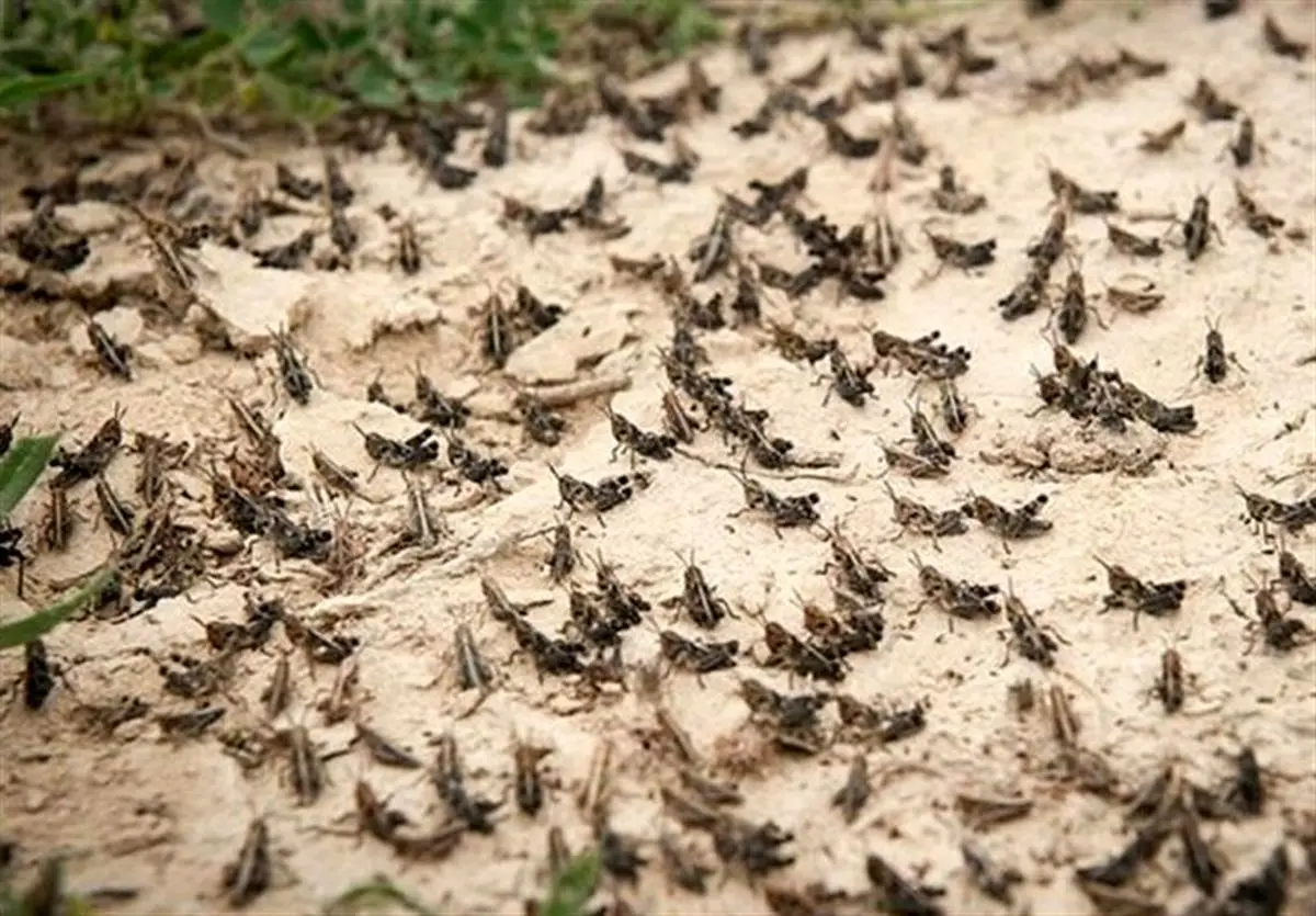 درگیری ۷ شهرستان فارس با ملخ‌های صحرایی؛ مزارع و باغات خسارتی ندیدند
