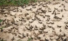 درگیری ۷ شهرستان فارس با ملخ‌های صحرایی؛ مزارع و باغات خسارتی ندیدند