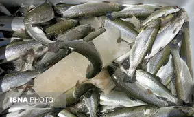 کشف 300 کیلوگرم ماهی فاسد در اردستان