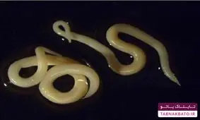 نظر پیامبر (ص) درباره سوشی ژاپنی چه بود؟