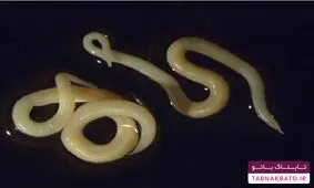نظر پیامبر (ص) درباره سوشی ژاپنی چه بود؟