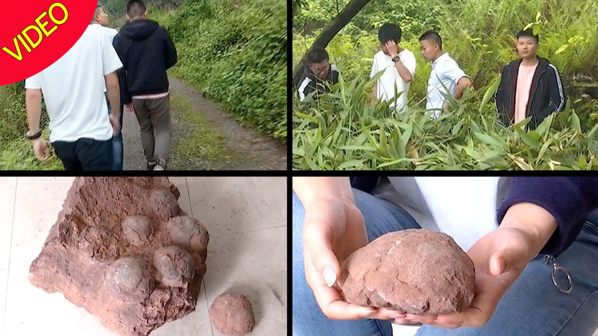 کشف اتفاقی تخم‌ دایناسور‌ توسط چند دانشجو! +فیلم