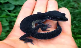 حیواناتی که آنچنان نادرند که تصور واقعی بودن آن‌ها سخت است