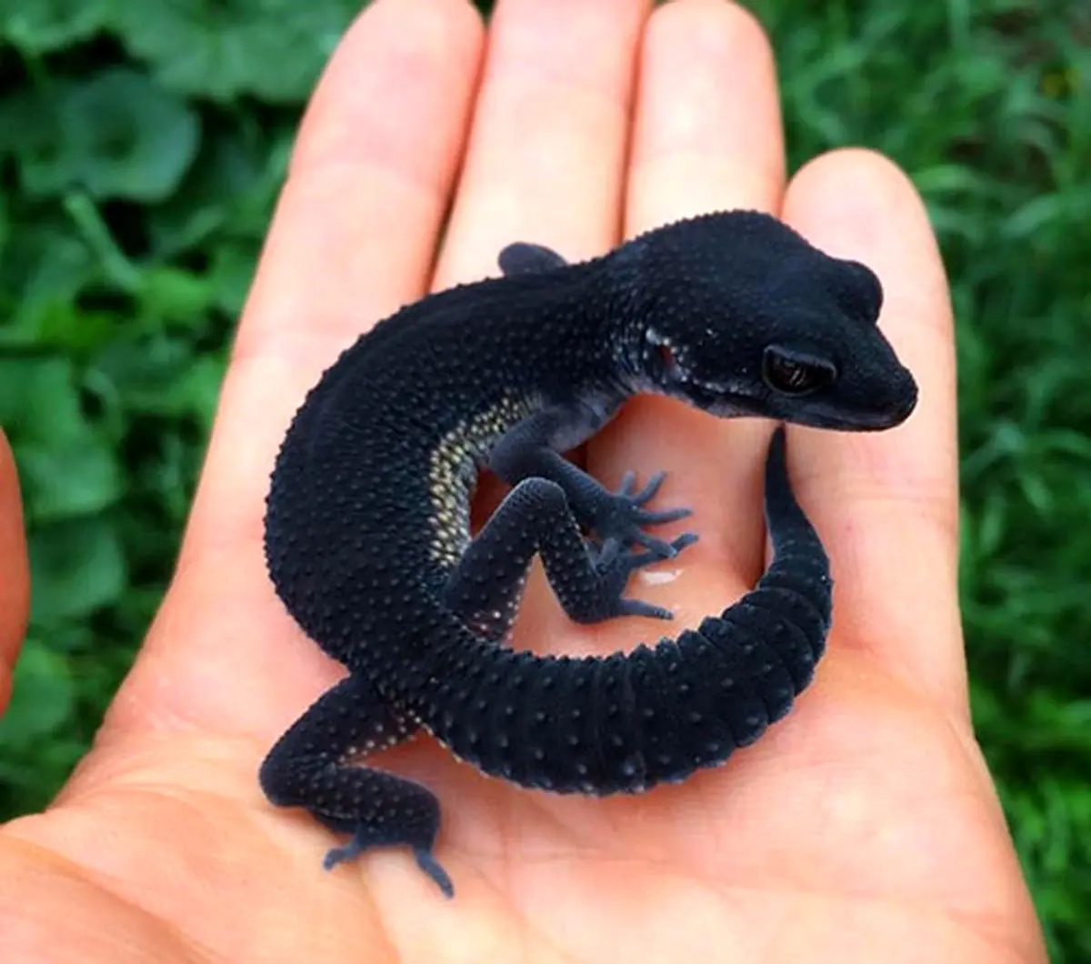 حیواناتی که آنچنان نادرند که تصور واقعی بودن آن‌ها سخت است