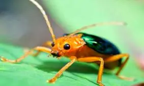 پس از ملخ و پروانه حالا نوبت سوسک و زنبور است!