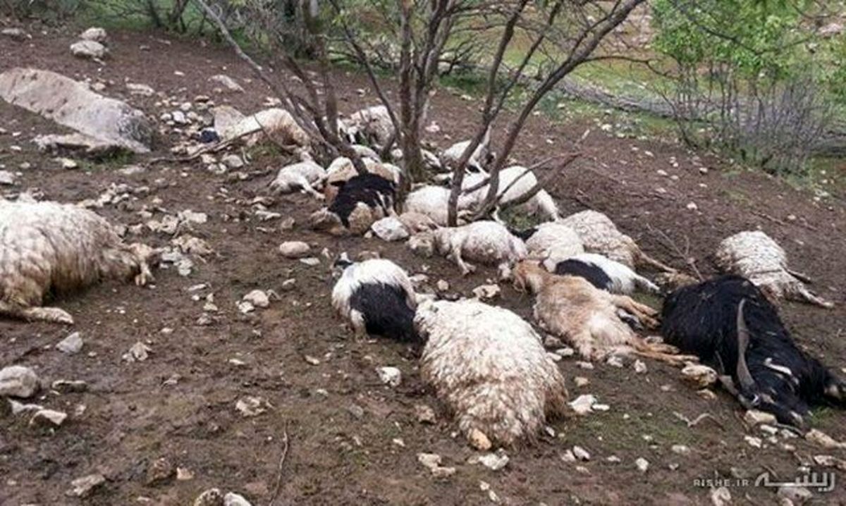تلف شدن ۹۶ رأس گوسفند بر اثر برخورد صاعقه در ایلام