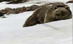 فیلم بزرگترین خرس وحشی در الموت قزوین/ روستایی ها وحشت کردند