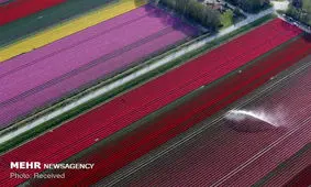 مزارع گل لاله در هلند