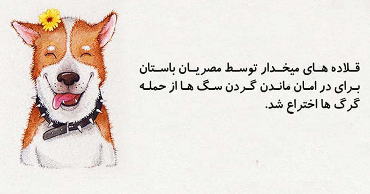 ۲۰ دانستنی خنده دار که واقعا حقیقت دارند