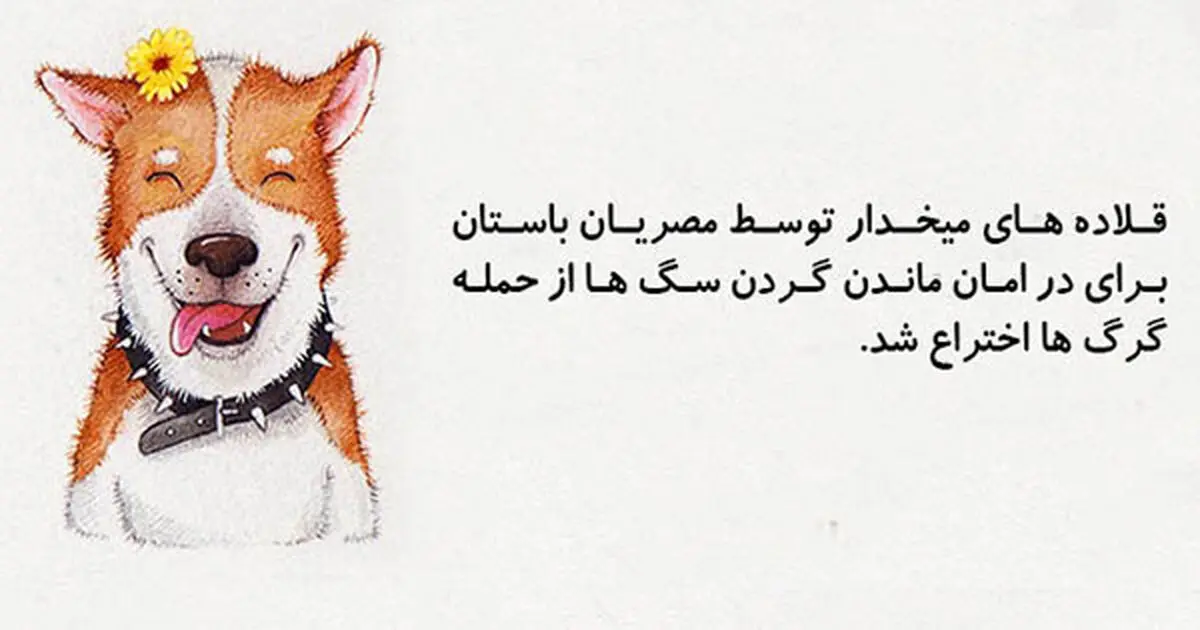 ۲۰ دانستنی خنده دار که واقعا حقیقت دارند