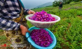 برداشت گل گاوزبان در نکا