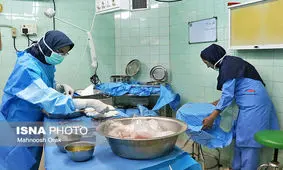 از 75 مورد مرگ مغزی در سال گذشته تنها 3 مورد اهداء عضو انجام شد
