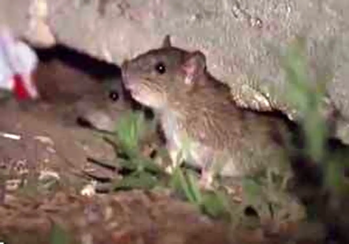 گزارش موبایلی معصومی‌نژاد از شهر موش‌ها در ایتالیا + فیلم