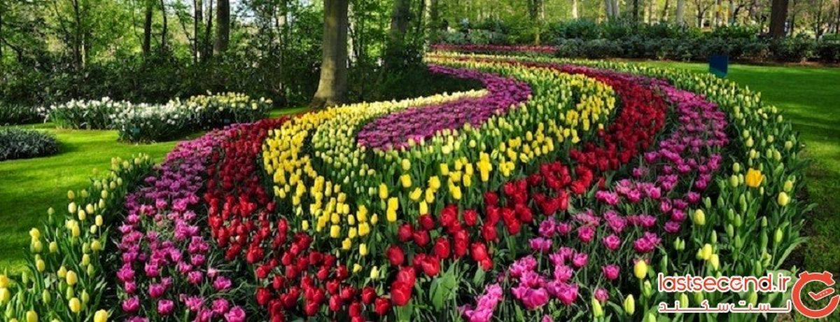 شکفتن ۷ میلیون لاله رنگارنگ در بزرگ‌ترین باغ گل هلند