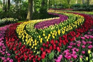 شکفتن ۷ میلیون لاله رنگارنگ در بزرگ‌ترین باغ گل هلند