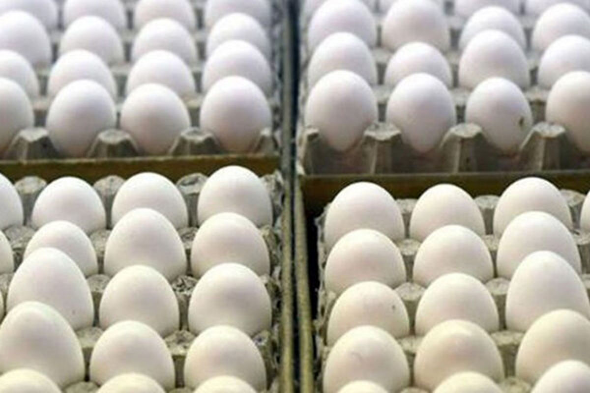 قیمت جدید و شوکهکننده تخم مرغ در بازار