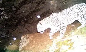 پلنگ ماده در النگدره دیده شد/ مردم شب در جنگل نمانند