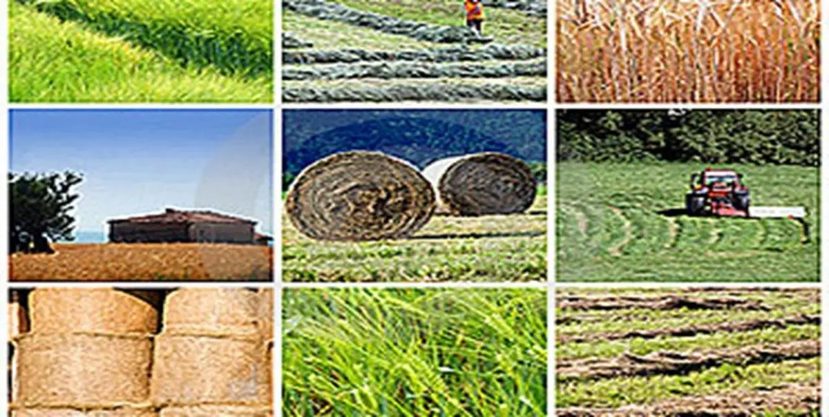 قیمت خرید تضمینی محصولات زراعی و دانه‌های روغنی سال ۹۸ مشخص شد + جدول