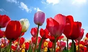 جشنواره گل‌های لاله در چین +تصاویر