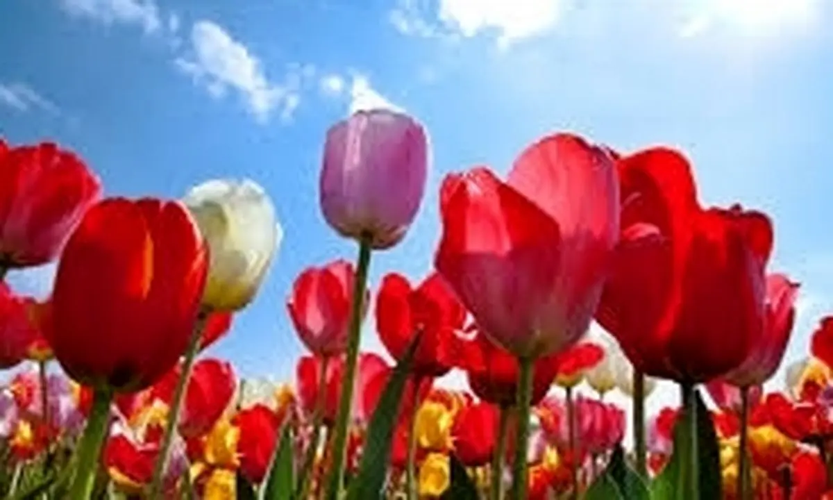 جشنواره گل‌های لاله در چین +تصاویر