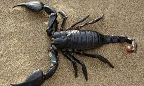 موج پرورش عقرب؛ روایت تجارتی پرابهام