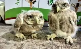 نجات جان ۶ جوجه جغد در ازنا