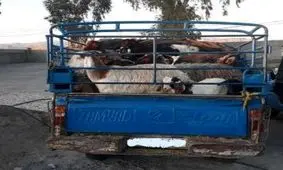 کشف ۴ راس گاو قاچاق درممسنی