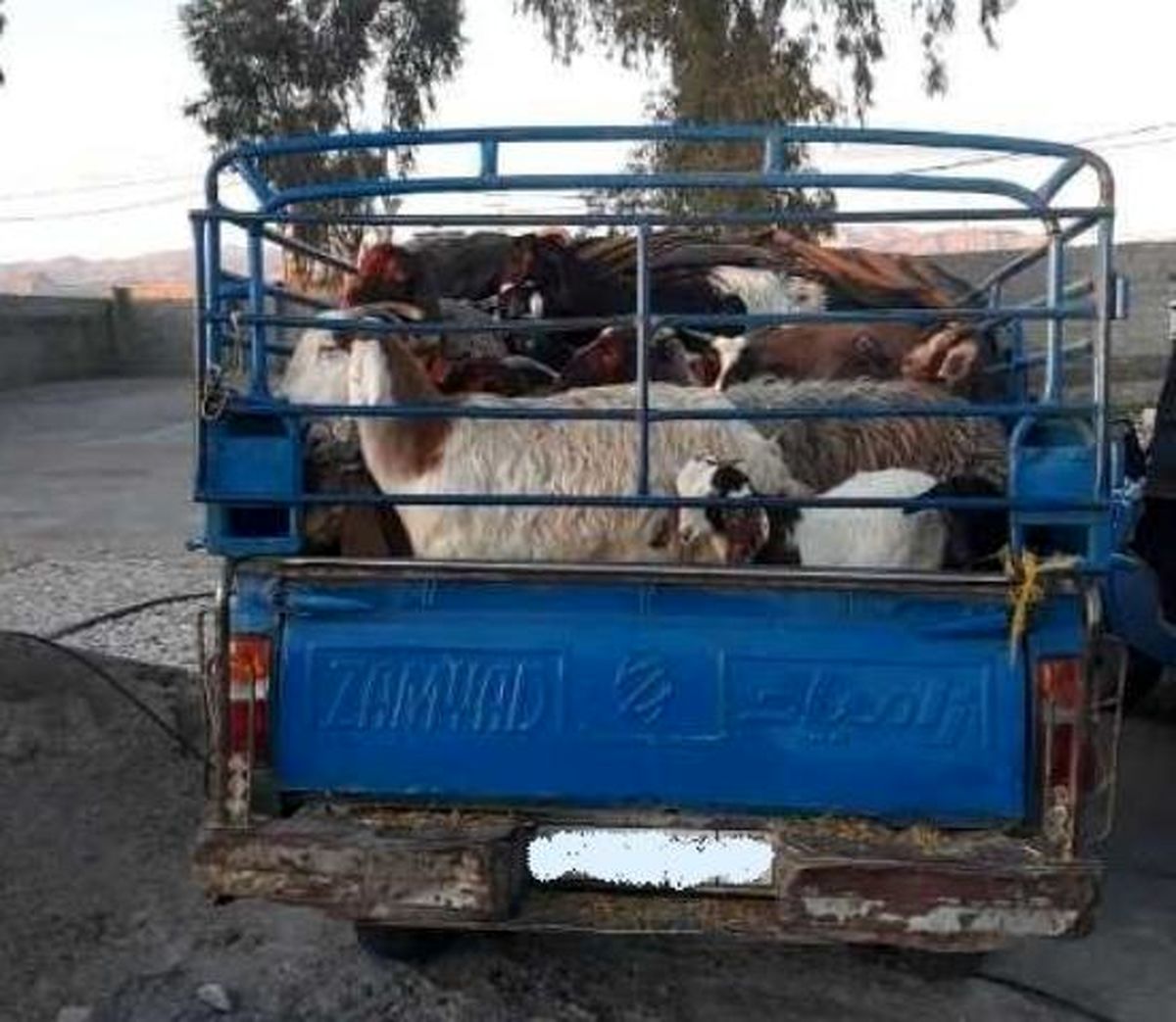 کشف ۴ راس گاو قاچاق درممسنی