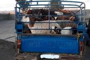 کشف ۴ راس گاو قاچاق درممسنی