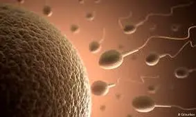 استفاده والدین از اسپرم پسر مرده‌شان برای نوه‌دار شدن