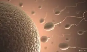 استفاده والدین از اسپرم پسر مرده‌شان برای نوه‌دار شدن