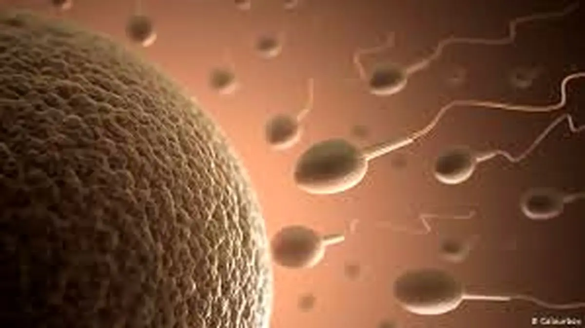 استفاده والدین از اسپرم پسر مرده‌شان برای نوه‌دار شدن