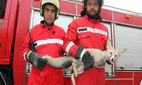 روباه بازیگوش به دام آتش‌نشانان مشهدی افتاد