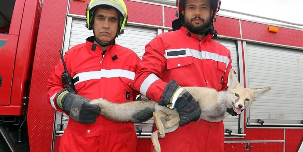 روباه بازیگوش به دام آتش‌نشانان مشهدی افتاد