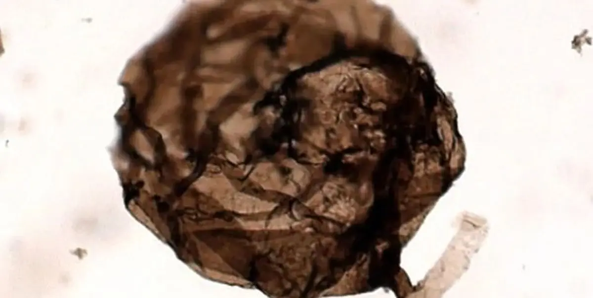 قارچی که یک میلیارد سال عمر دارد! + عکس