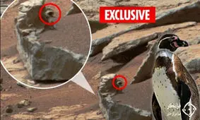 مشاهده یک پنگوئن در مریخ + عکس