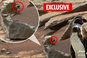 مشاهده یک پنگوئن در مریخ + عکس