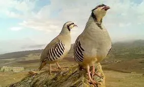 27 قطعه کبک از شکارچیان متخلف در سرپل ذهاب کشف شد