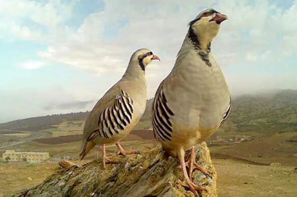 27 قطعه کبک از شکارچیان متخلف در سرپل ذهاب کشف شد