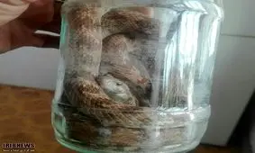 زنده گیری یک حلقه مار سمی