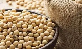 مصرف سویا و کاهش ریسک شکستگی استخوان در بازماندگان سرطان سینه