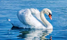 حمله قوی سفید به یک شناگر/ ویدئو