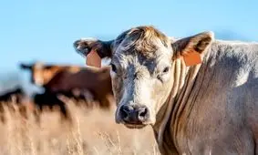 دوستداران محیط‌زیست چقدر گوشت بخورند؟

